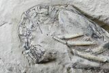 Top Quality Fossil Lobster (Meyeria) - Cretaceous, Isle of Wight #23241-1